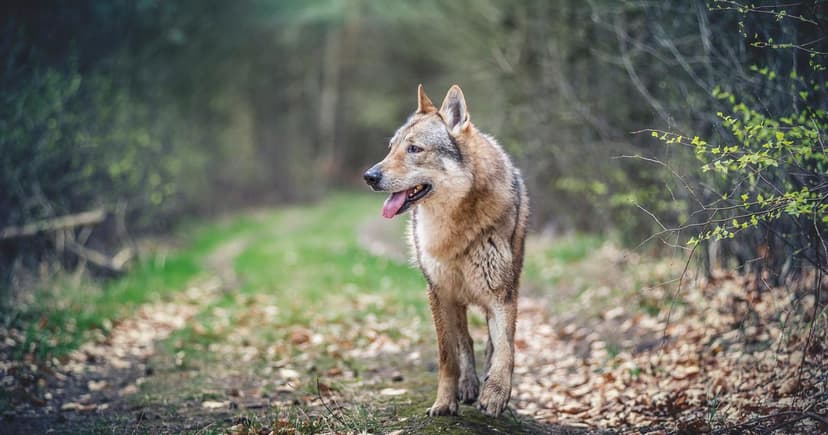 Wolf Roams Near Paris: Nature Reclaims Suburbia