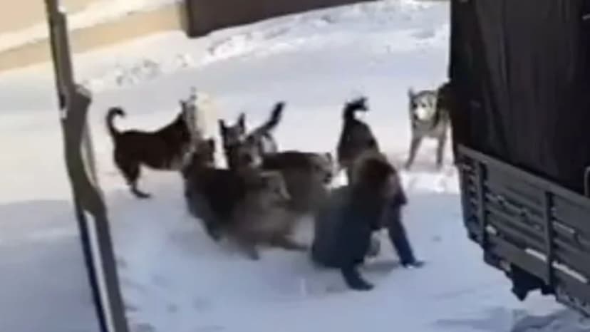 Woman Mauled by Dogs After Slipping on Ice in Russia