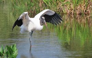 Wood Stork Freed: Endangered Species Recovery Success