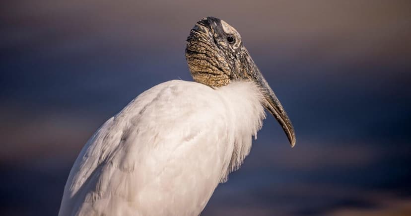 Wood Stork Recovery: Endangered Bird Thrives in Georgia