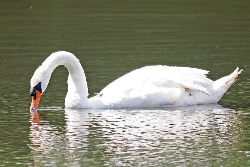 Worcester Swan Rescue: City Urged to Act Fast