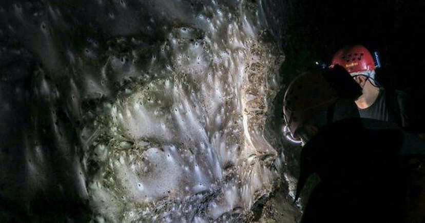 World's Largest Spider Web Houses 100,000+ Spiders