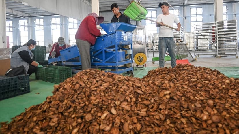 Xinjiang Desert Blooms: Green Barriers Fight Sands
