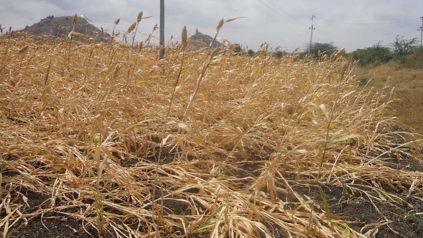 Yadgir District Shivers as Temperatures Plummet Overnight