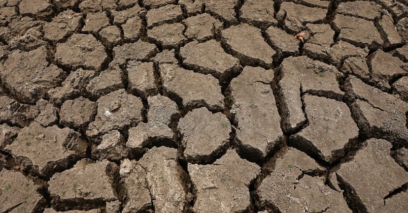 Crocodiles Wait for Water as Yala Park Closes