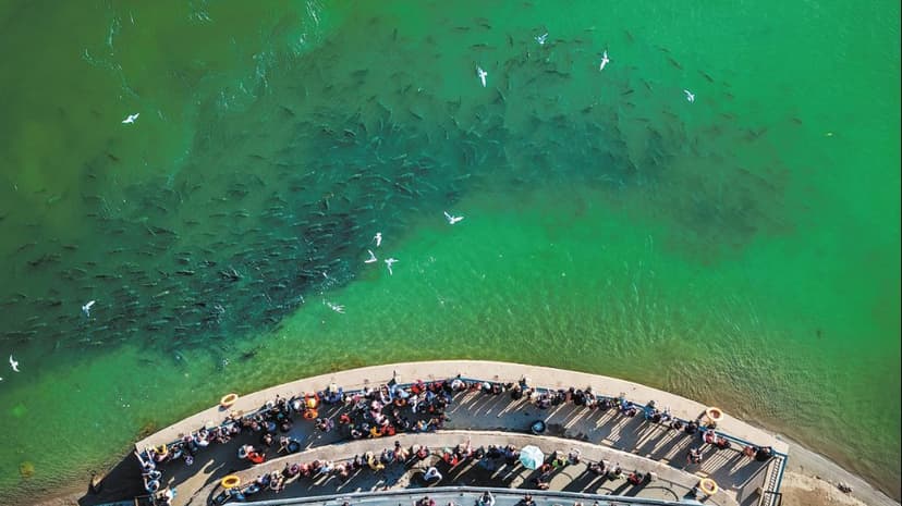 Yangtze Fish Ban: Biodiversity Booms, Livelihoods Secured