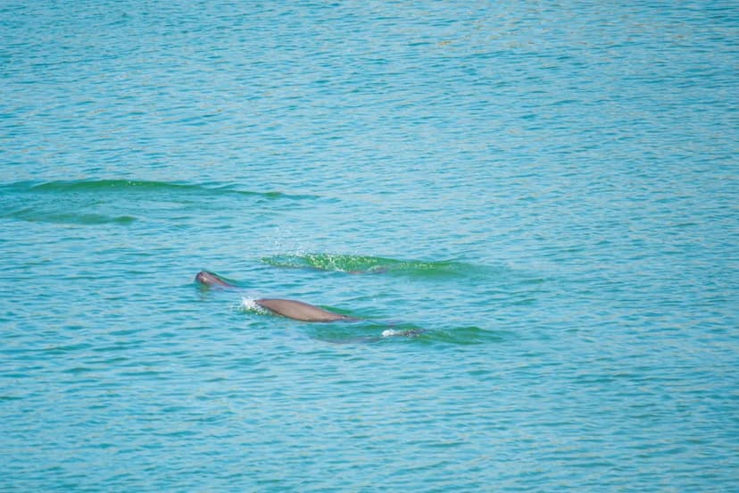 Yangtze Porpoise Population Surges Thanks to China's Conservation