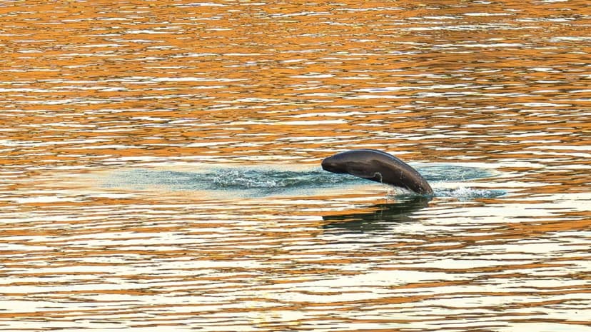 Yangtze Porpoise Population Surges Amidst Conservation Success