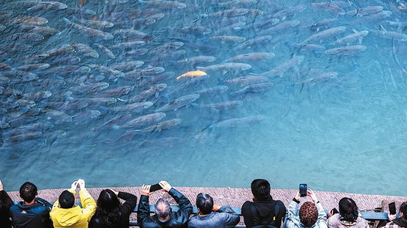 Yangtze River Biodiversity Roars Back to Life