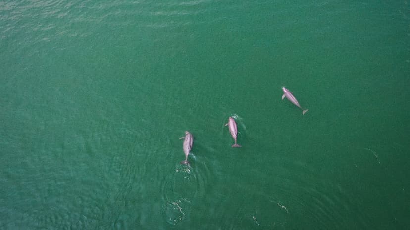 Yangtze River Fishing Ban Yields Surprising Biodiversity Gains