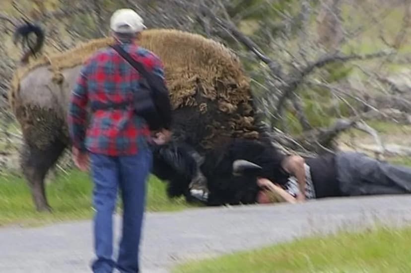Yellowstone Bison Attack: Woman Gored, Reminder of Wildlife Danger
