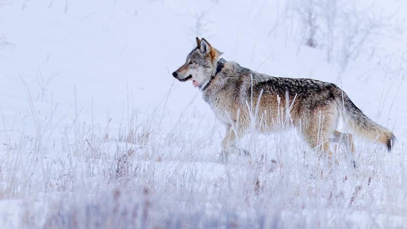 Beloved Yellowstone Wolf 1478F Illegally Killed