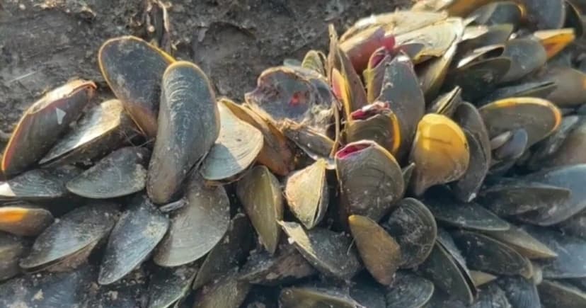 California Battles Invasive Golden Mussel Outbreak