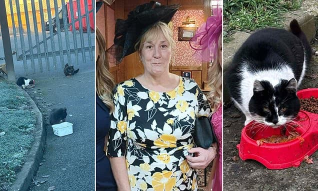 Yorkshire Woman Fights Council Ban on Feeding Stray Cats