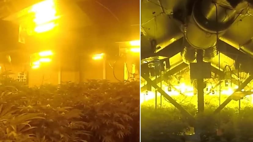 Police Uncover £761k 'Maze-Like' Cannabis Factory