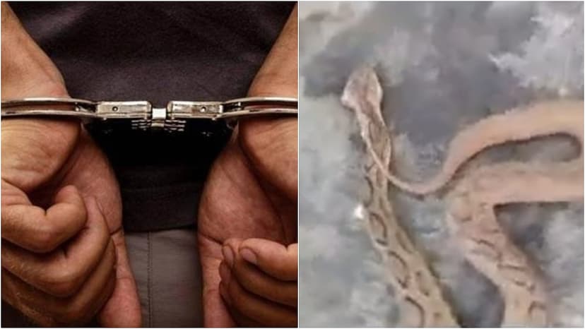 Youth Hunts Protected Animals for Social Media Fame