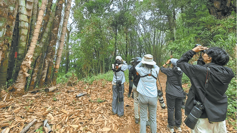 Bird Survey Boosts Local Economy in Yunnan