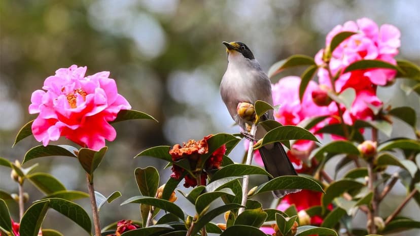 Yunnan Camellias Bloom: A Fiery Sea of Color