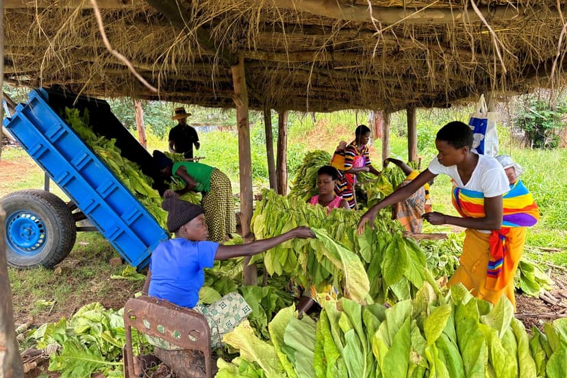 Zimbabwe Land Reform Boosts Crop Yields Amid Climate Crisis