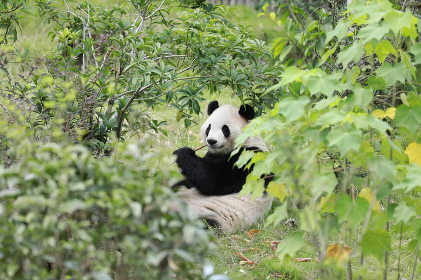 Atlanta Welcomes New Panda Pair!