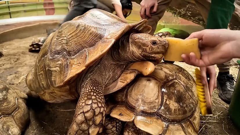 Spurred Tortoises Get Spa Treatment
