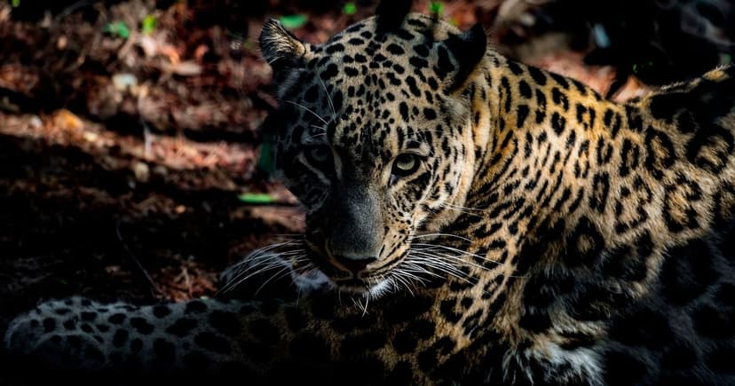 Zookeeper Seriously Hurt in Panther Attack at Dutch Park