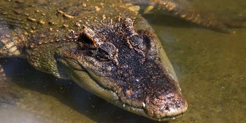 Zookeeper Dives Into Croc Pen to Save Child